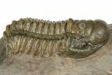 Crotalocephalina, Paralejurus & Reedops Trilobite Association #191741-6